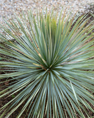 Plant closeup